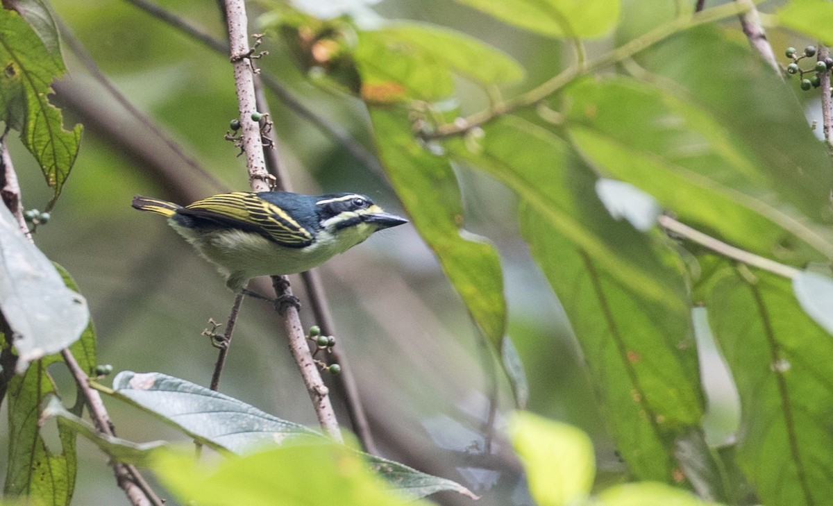 Goldbürzel-Bartvogel - ML111194851