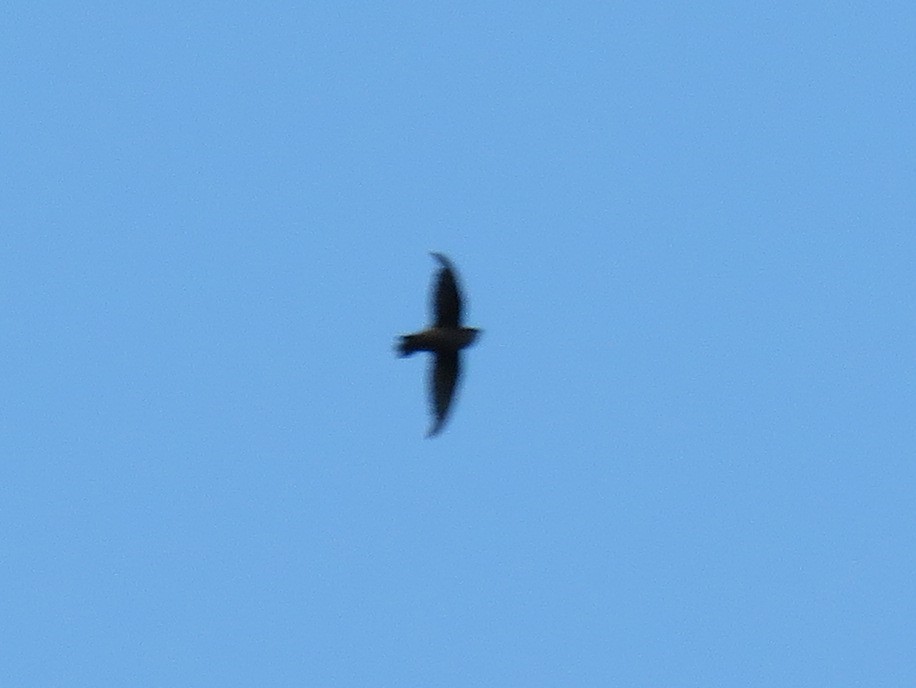 Chimney Swift - ML111194971