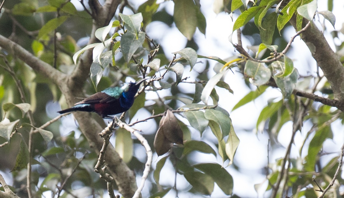 Superb Sunbird - ML111195461