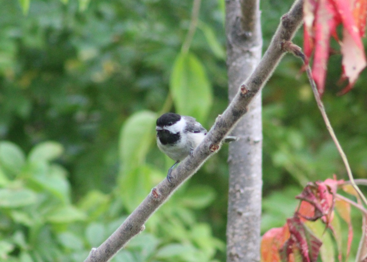Black-capped Chickadee - ML111197341