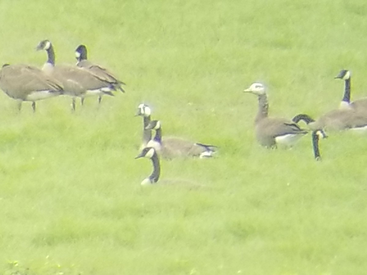 Canada Goose - ML111198141