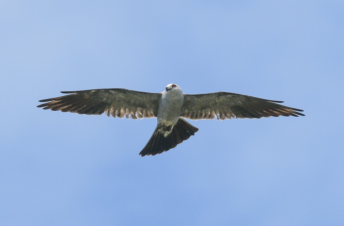 Mississippi Kite - Marc Regnier