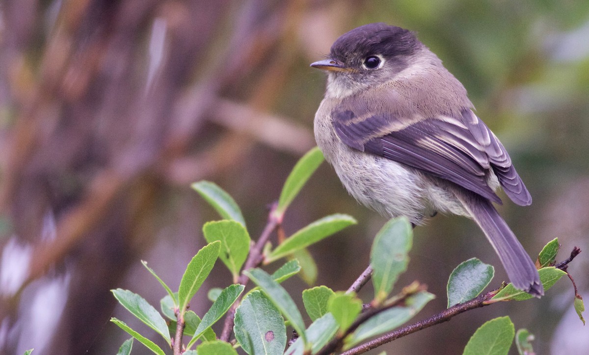 Black-capped Flycatcher - ML111199531