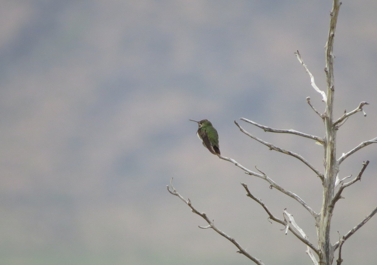 Calliope Hummingbird - ML111200201