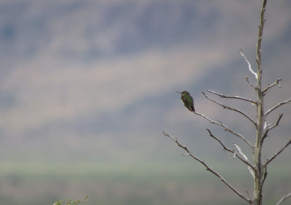 Calliope Hummingbird - ML111200221