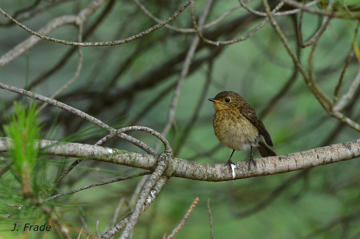 European Robin - José Frade