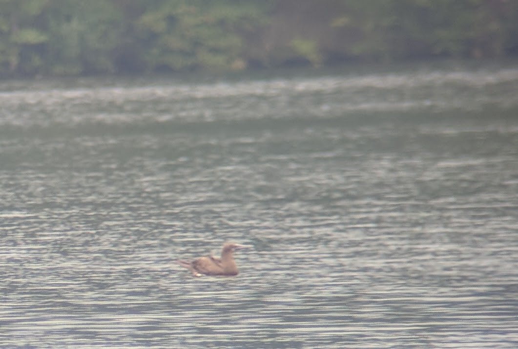 Brown Booby - ML111205991