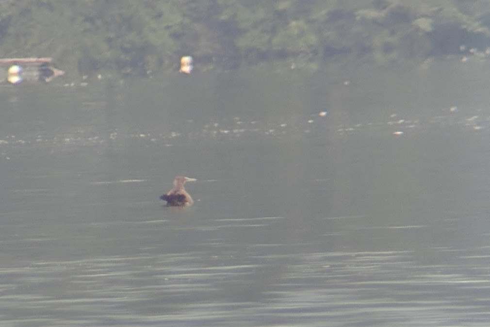 Brown Booby - ML111206151