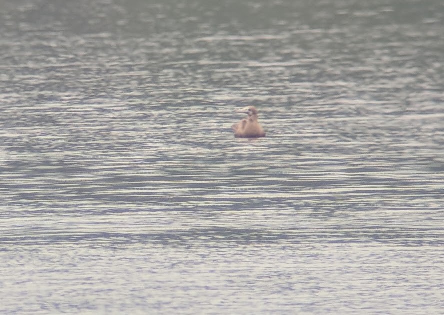 Brown Booby - ML111206161