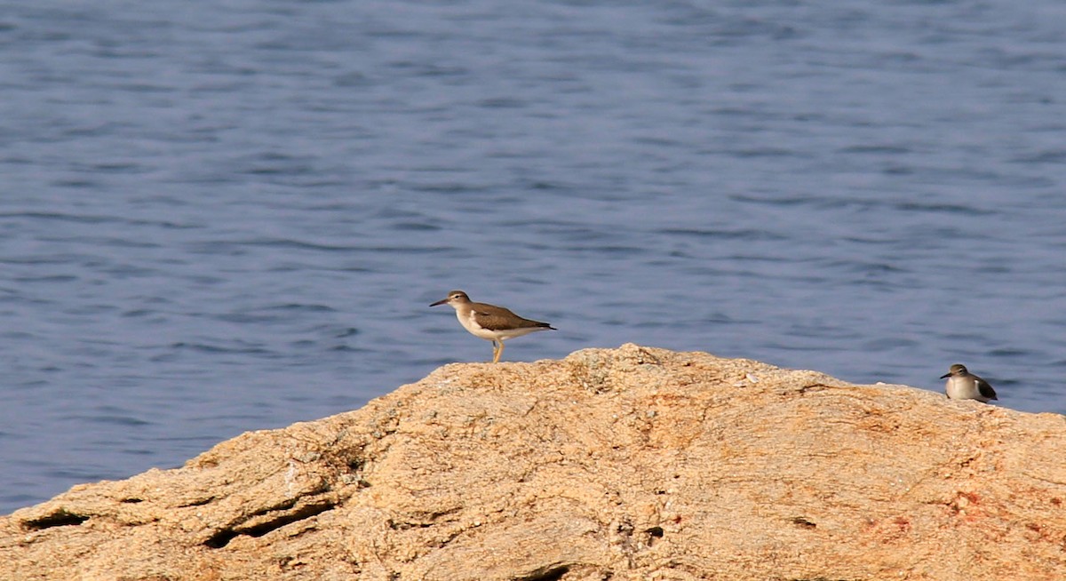 Spotted Sandpiper - ML111206231