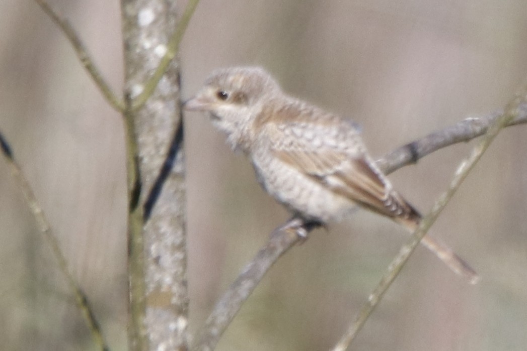 Woodchat Shrike - Paulo Domingues