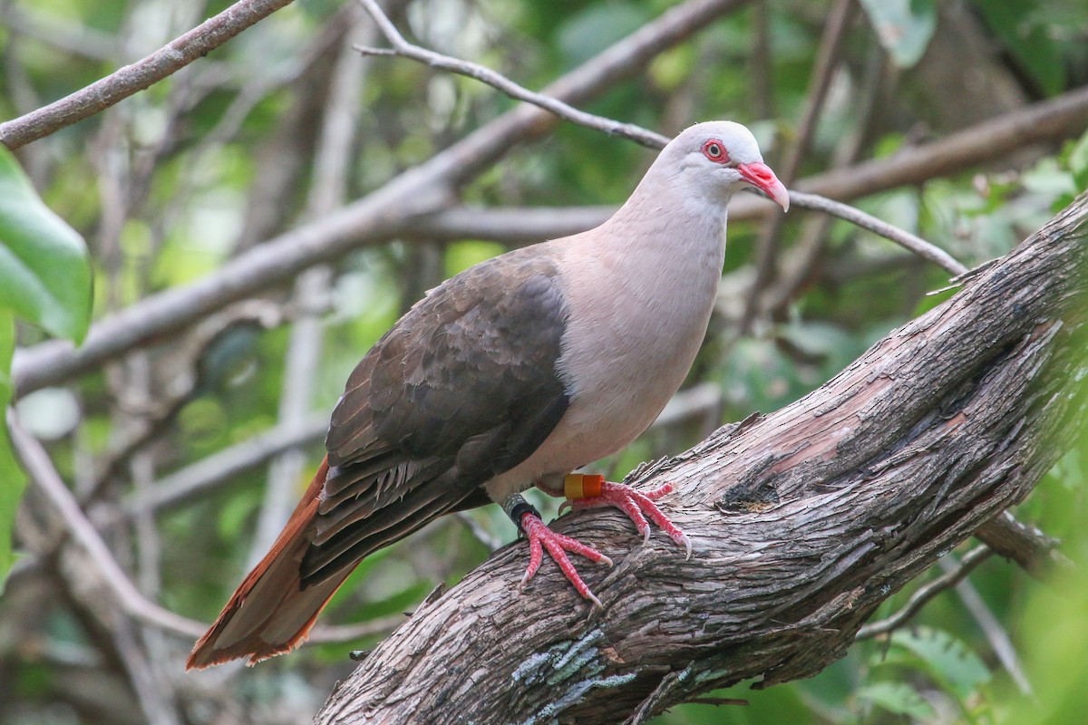 Pink Pigeon - ML111207681