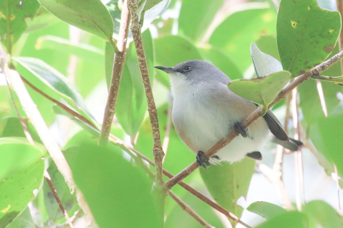 Mauritius Gray White-eye - ML111207801