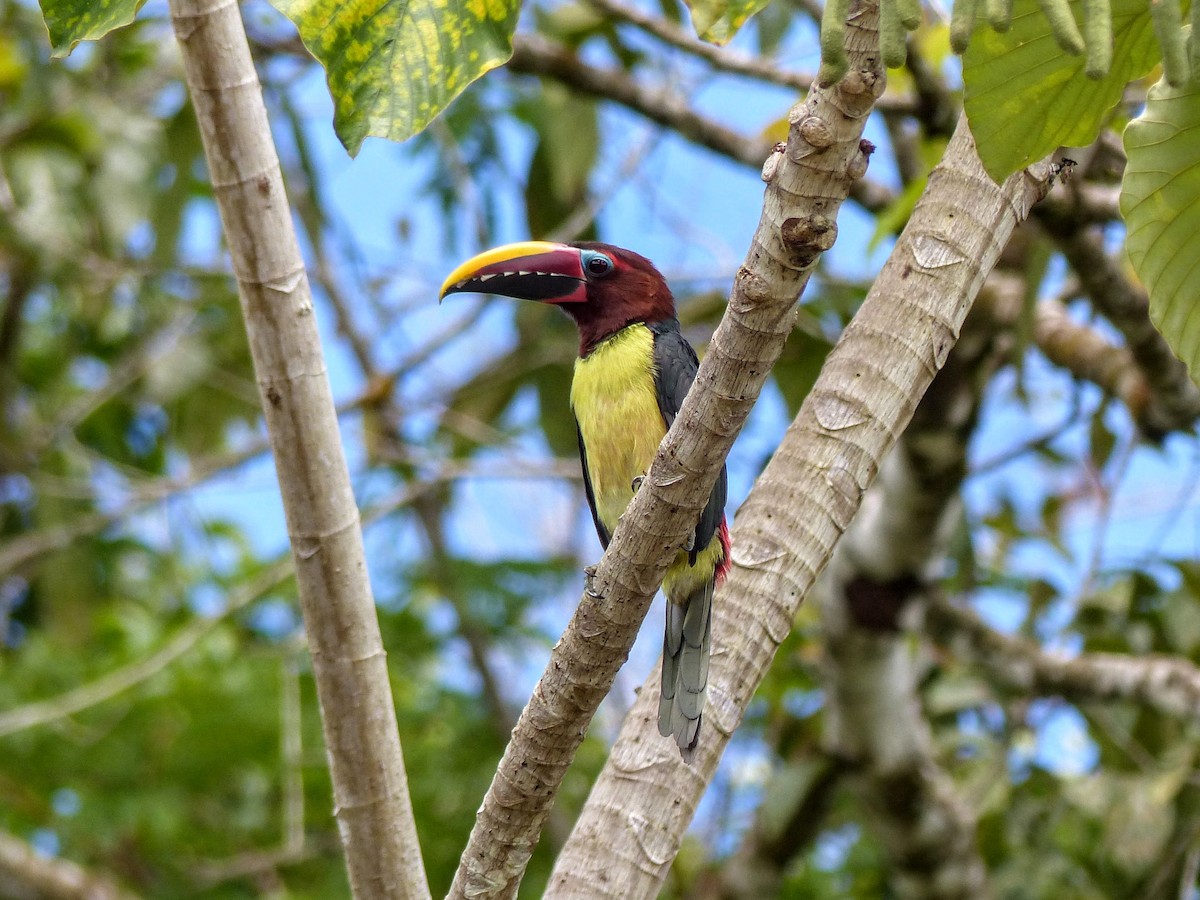 Green Aracari - Eamon Corbett