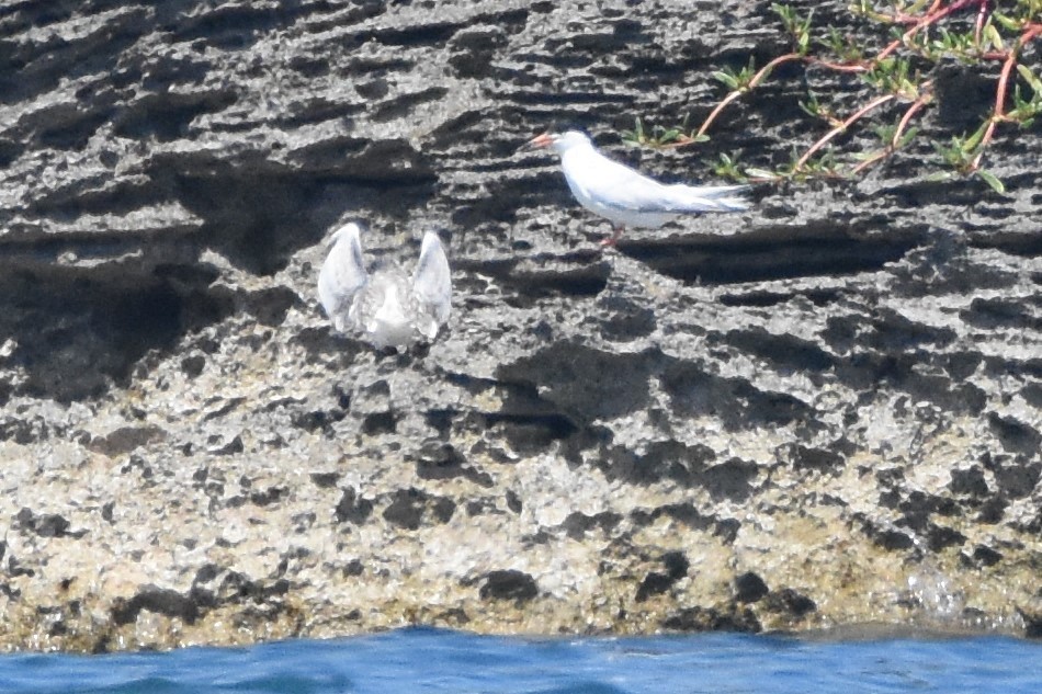 Roseate Tern - ML111211051