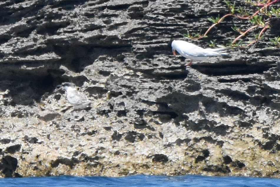 Roseate Tern - ML111211061