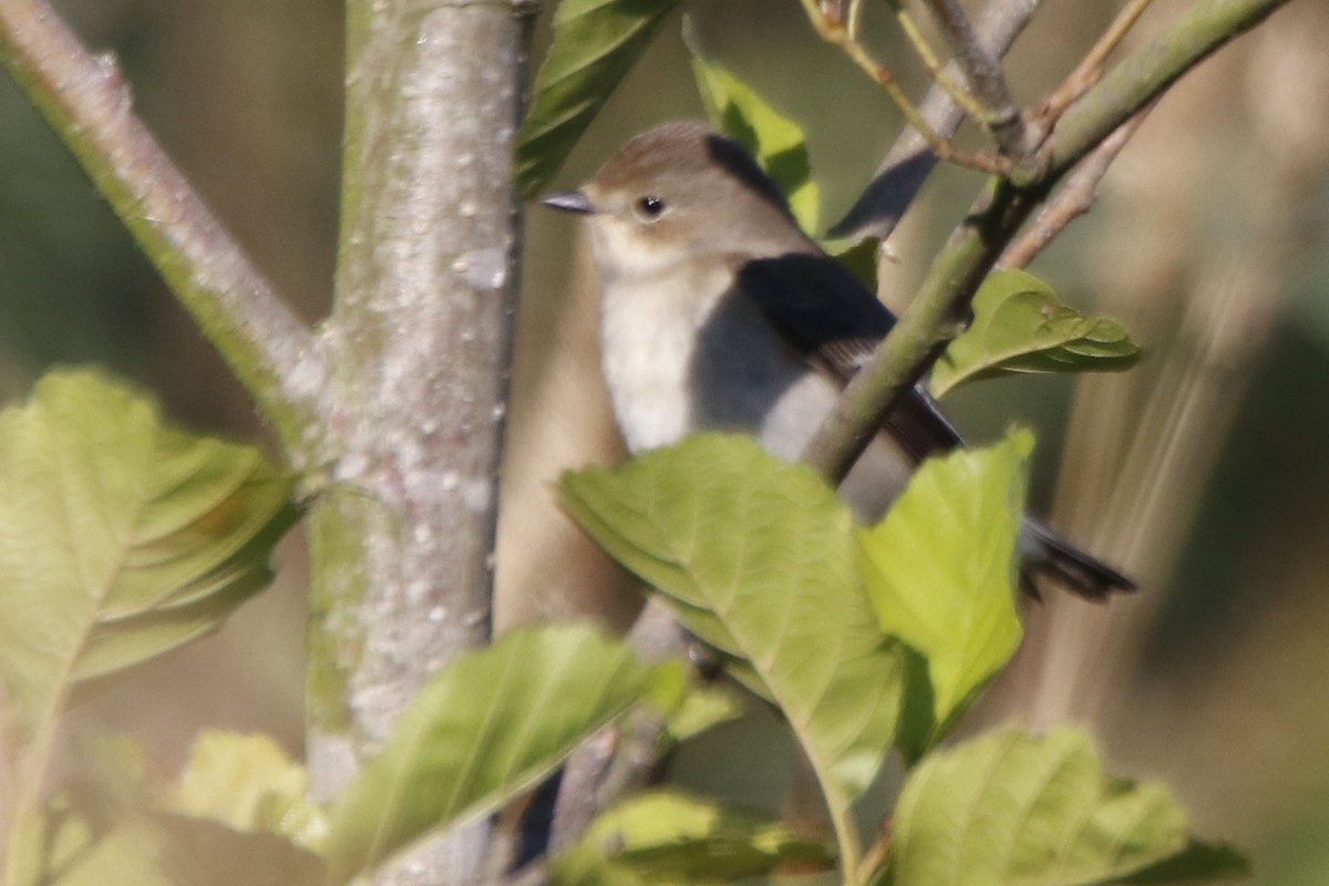 European Pied Flycatcher - ML111211451