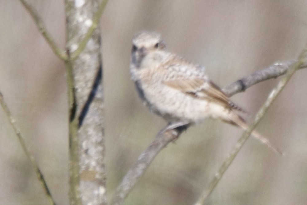 Woodchat Shrike - Paulo Domingues