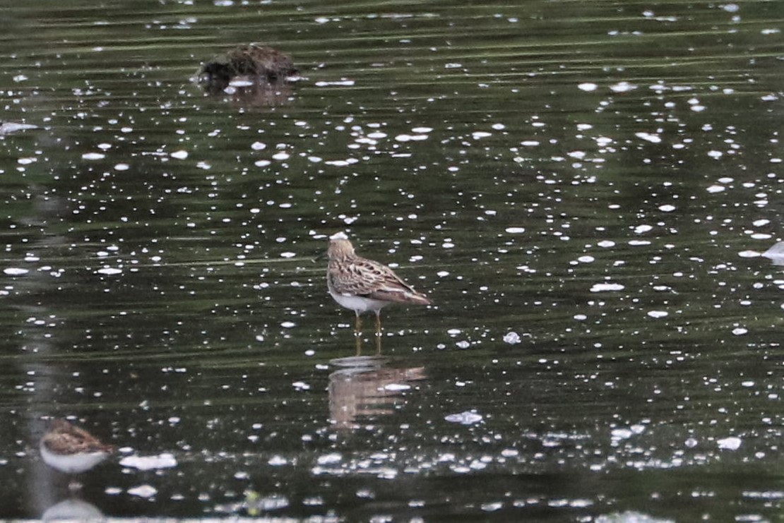 Pectoral Sandpiper - ML111211671