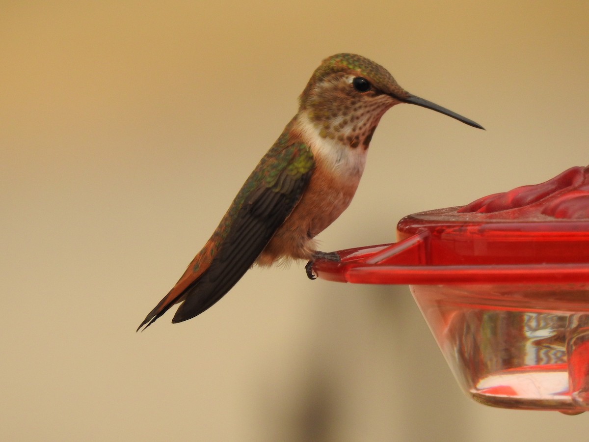 Rufous Hummingbird - ML111211801