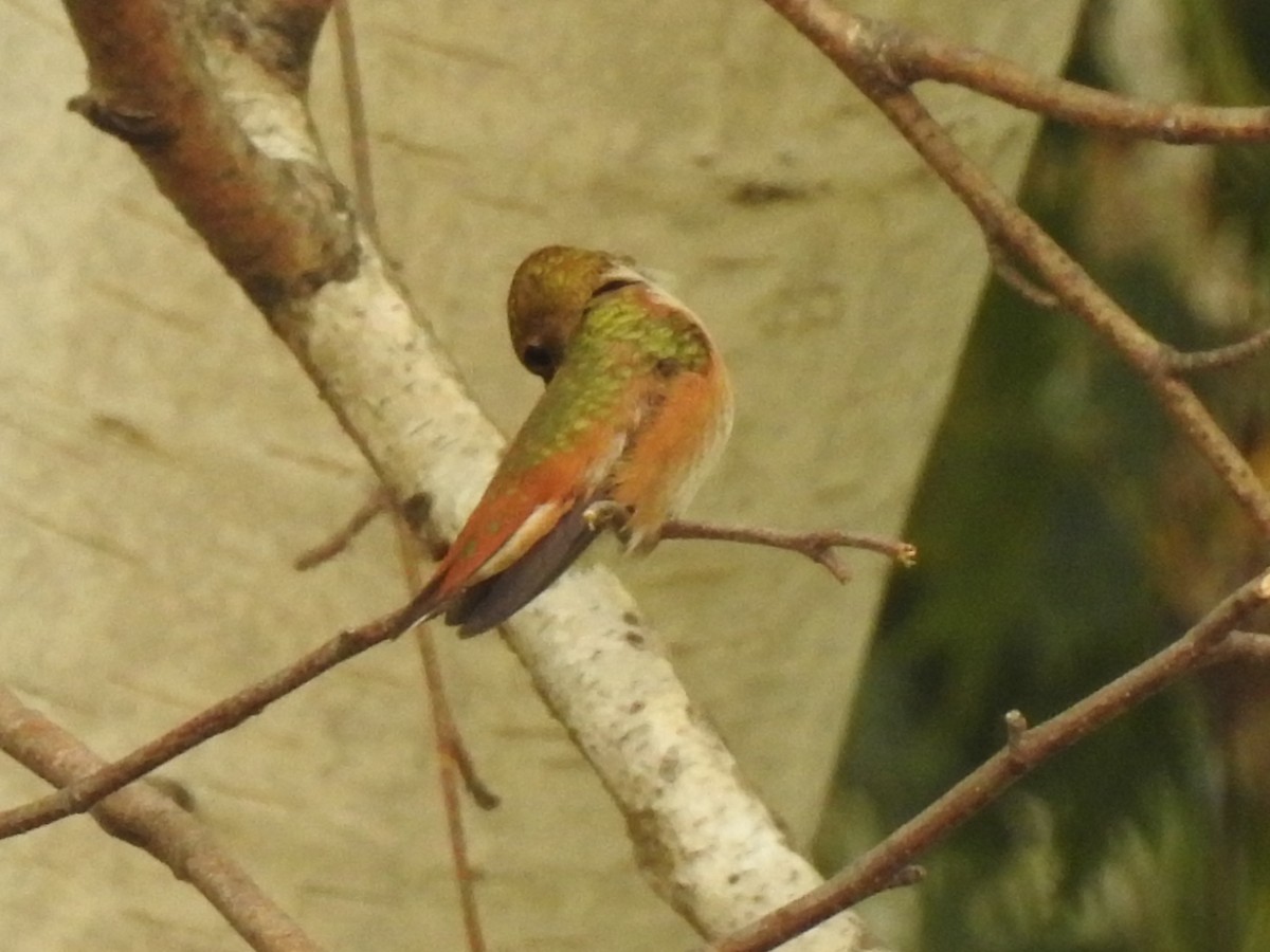 Rufous Hummingbird - ML111211881