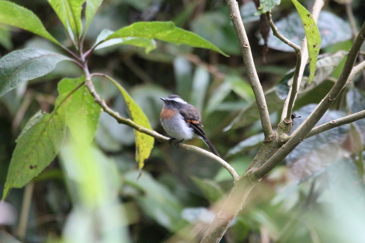 Rufous-breasted Chat-Tyrant - ML111219791