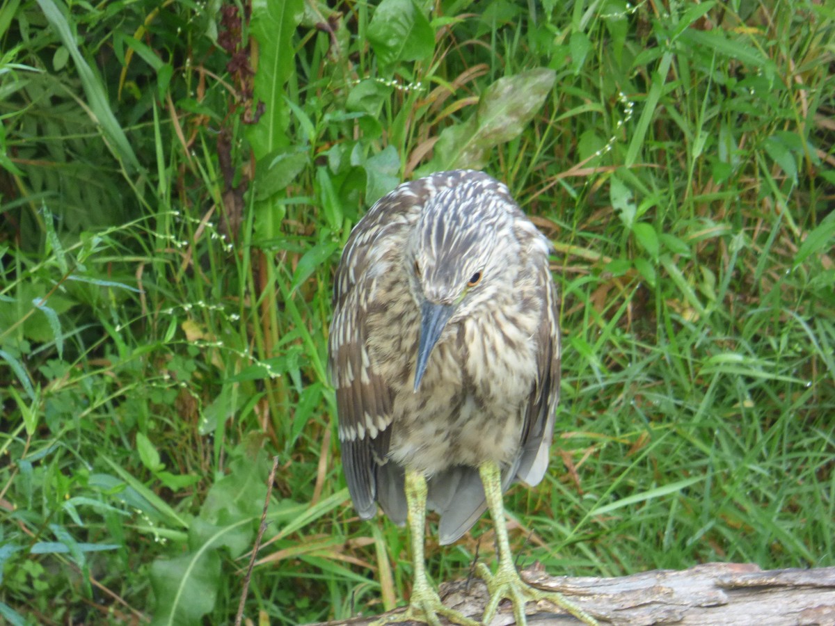 Black-crowned Night Heron - ML111220661