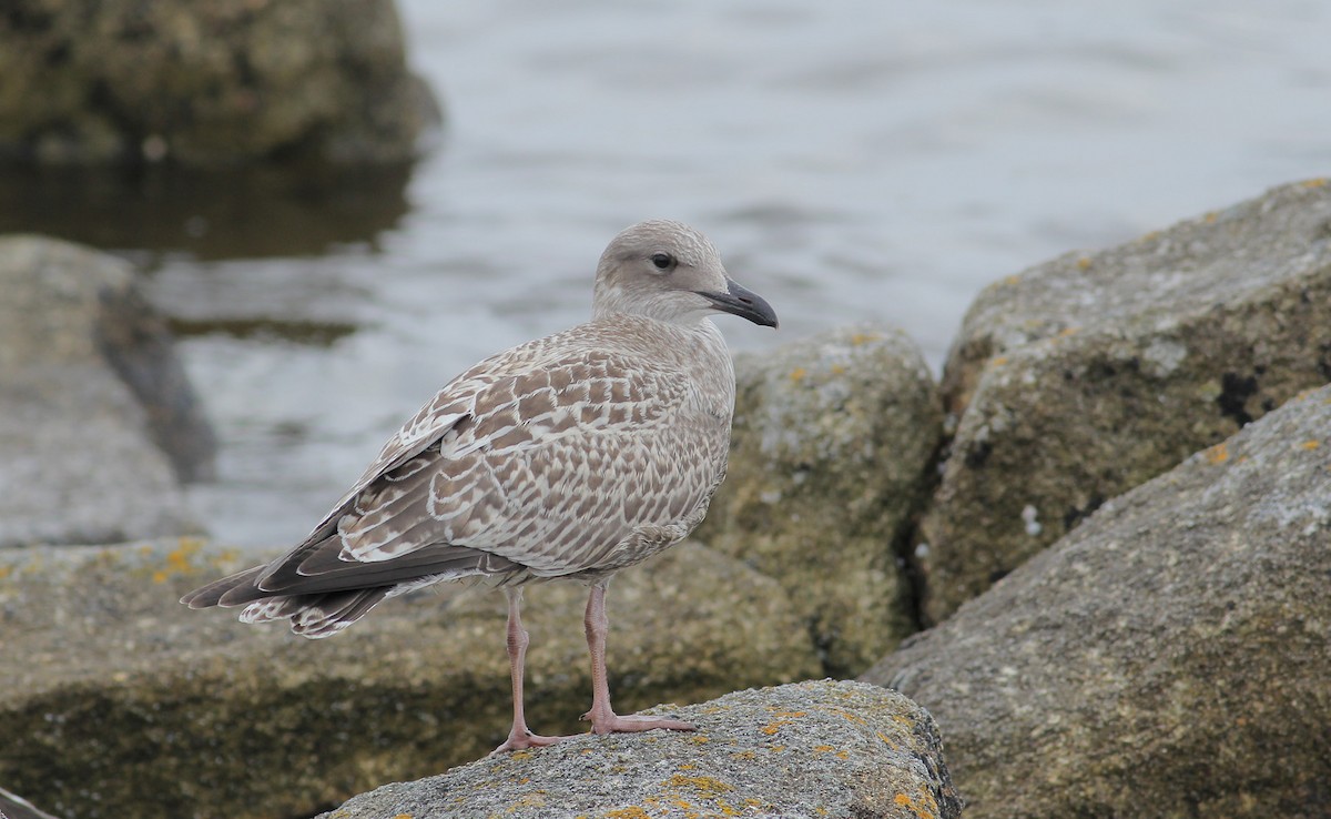 Goéland argenté (argentatus/argenteus) - ML111220991