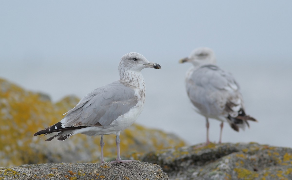 Goéland argenté (argentatus/argenteus) - ML111221061