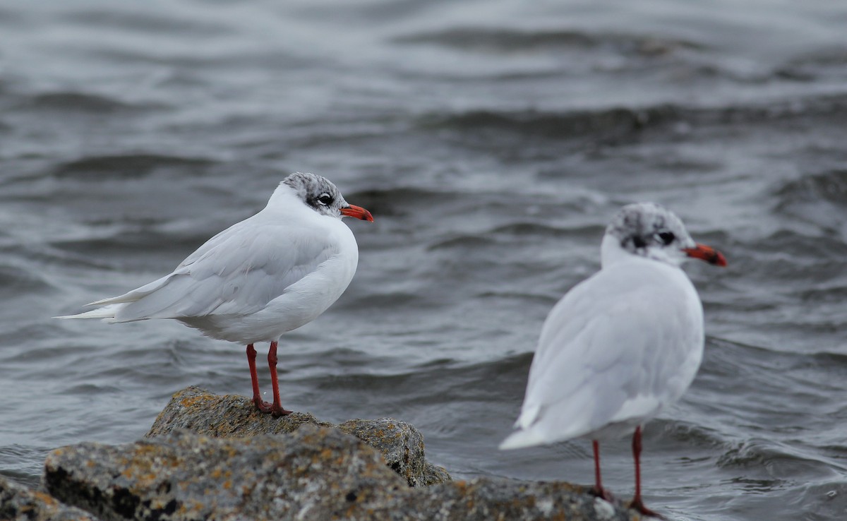 Gaviota Cabecinegra - ML111221561