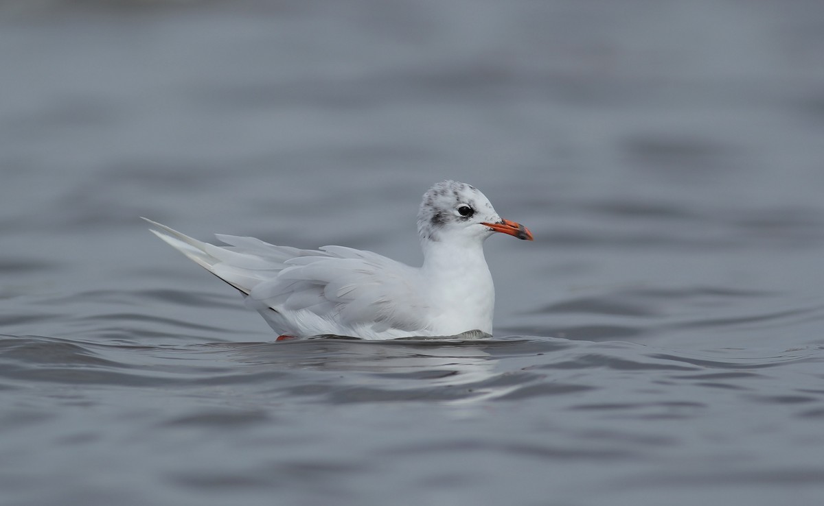 Gaviota Cabecinegra - ML111221581