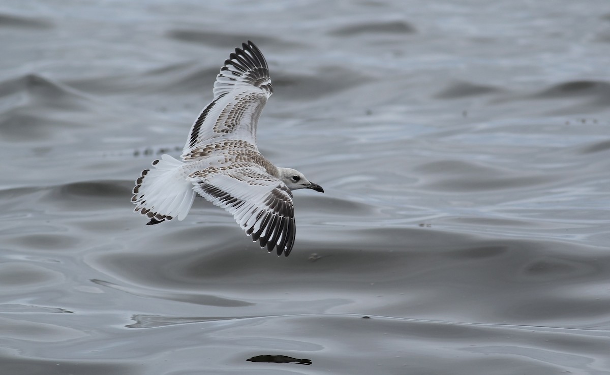 Gaviota Cabecinegra - ML111221771