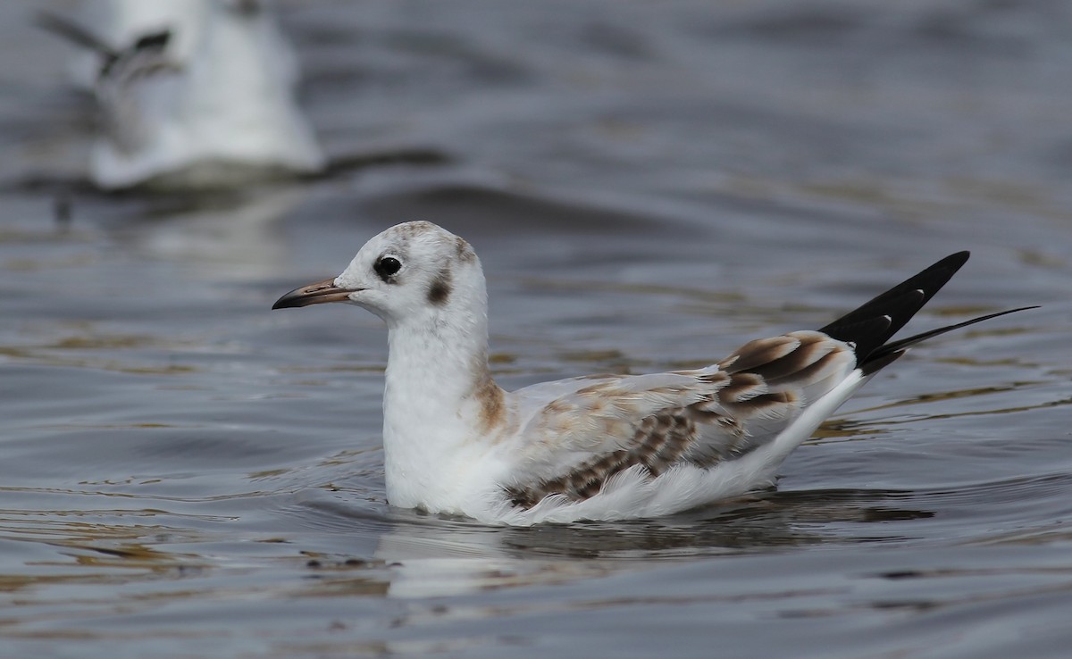 Black-headed Gull - Adrien Mauss