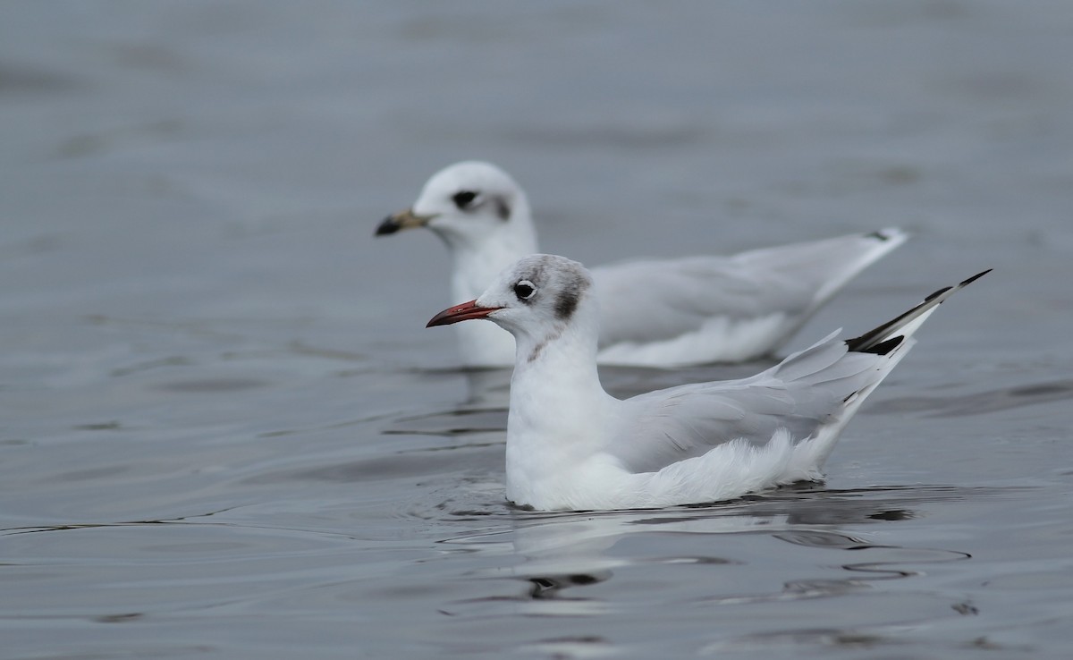Mouette rieuse - ML111222591