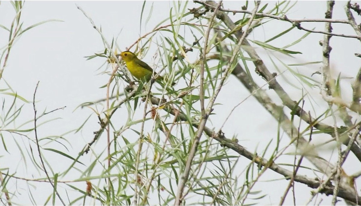 Wilson's Warbler - ML111223711