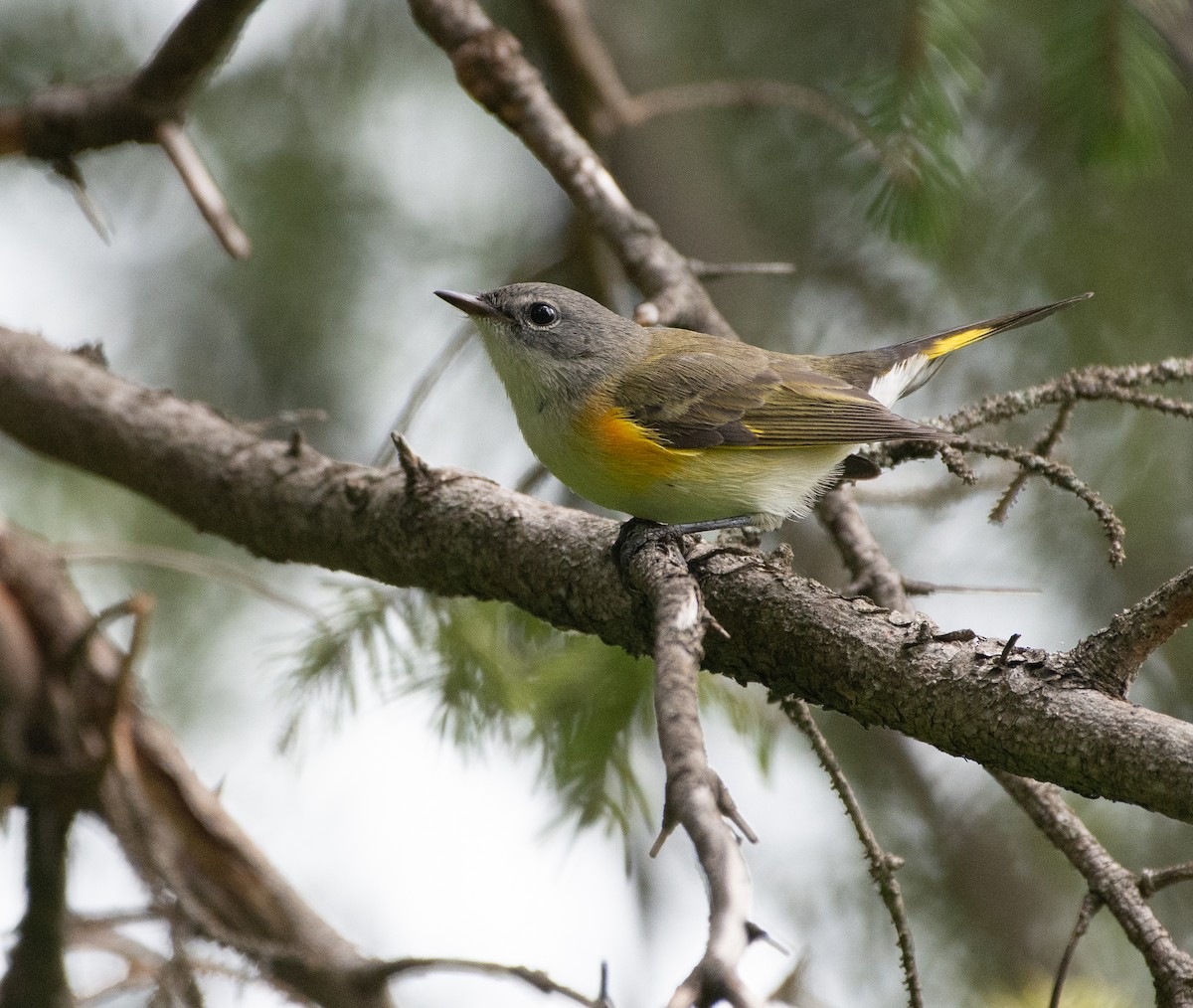 American Redstart - ML111225851