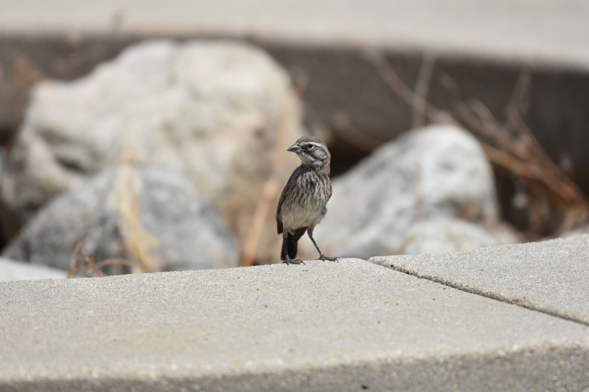 Black-throated Sparrow - ML111226121