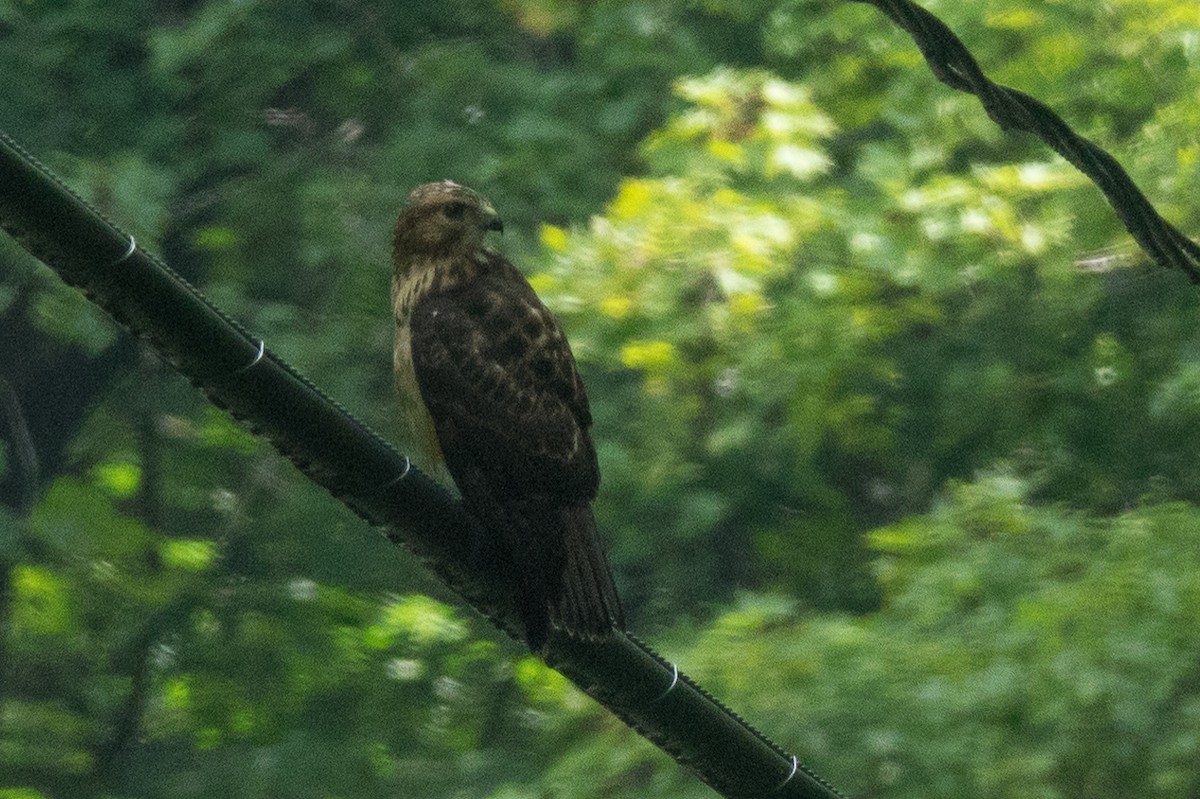 Broad-winged Hawk - ML111226661