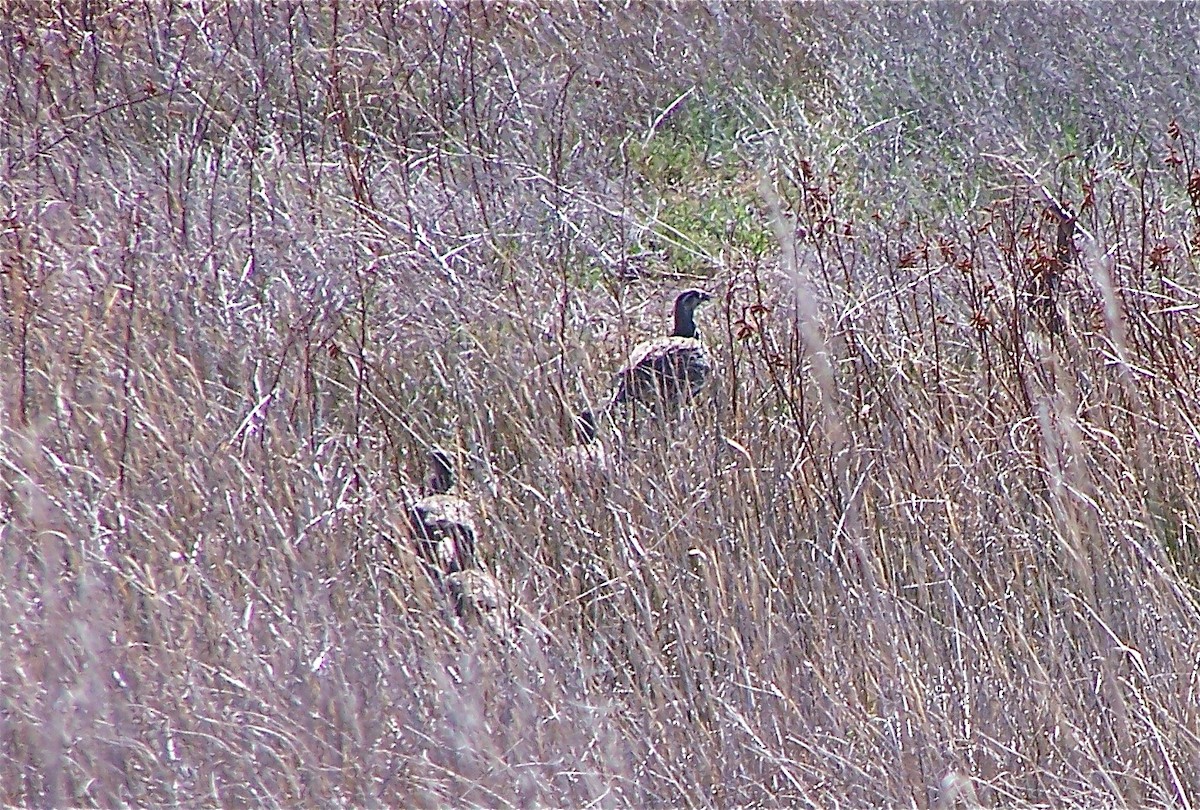 Greater Sage-Grouse - ML111228301