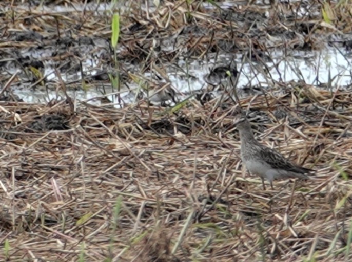 Pectoral Sandpiper - ML111228451