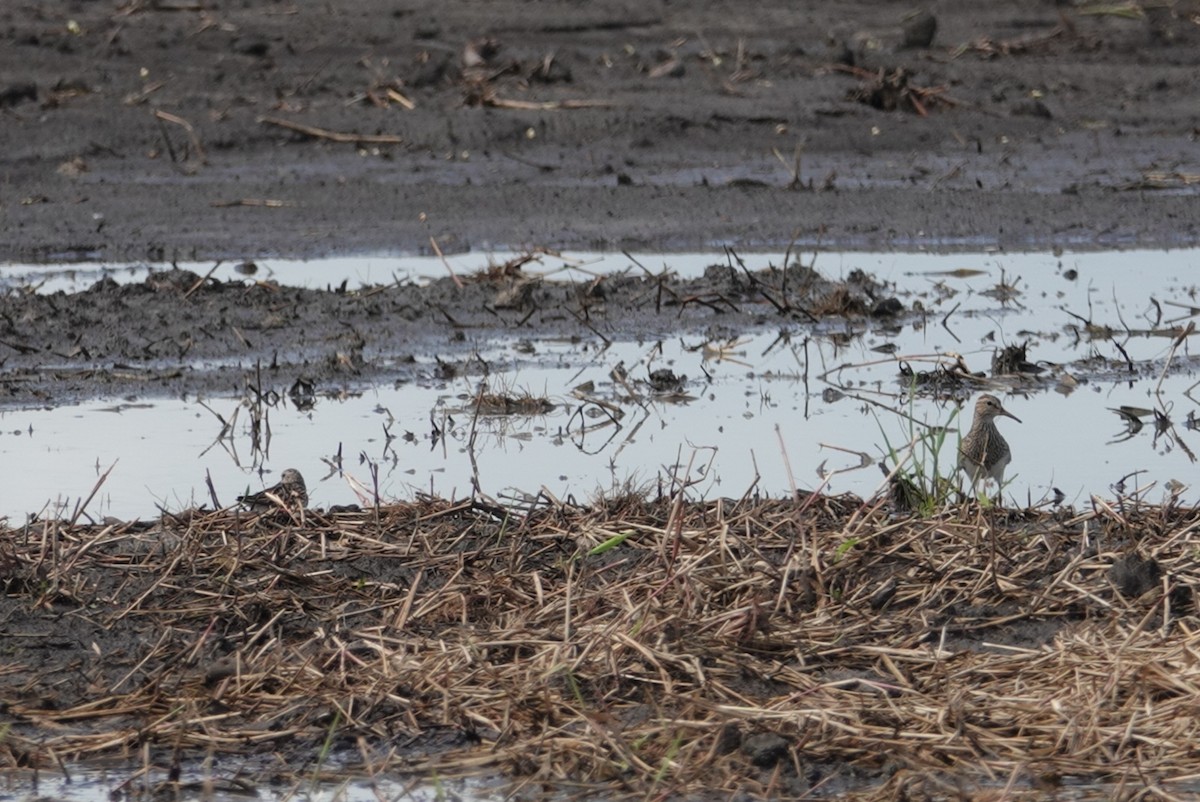 Graubrust-Strandläufer - ML111228651