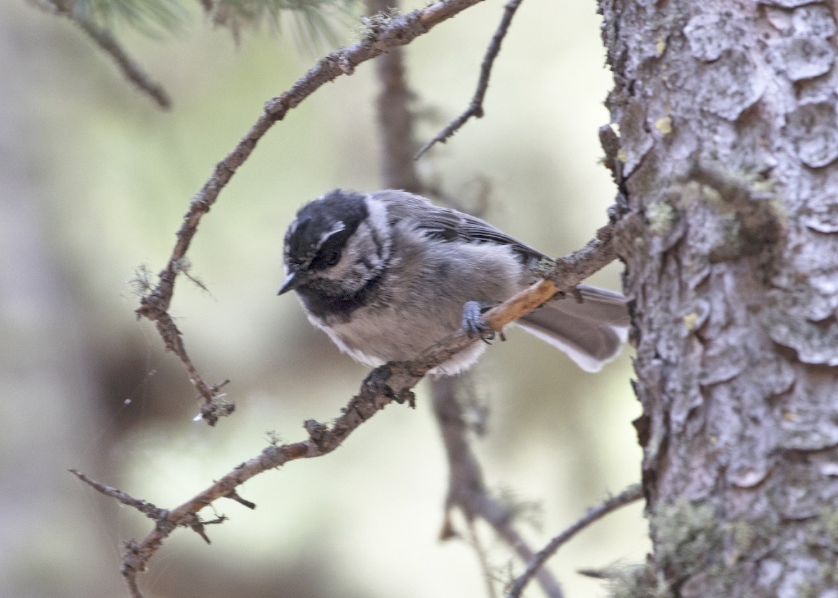 Mountain Chickadee - ML111228711