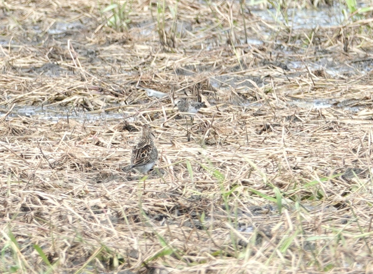 Bécasseau à poitrine cendrée - ML111228791