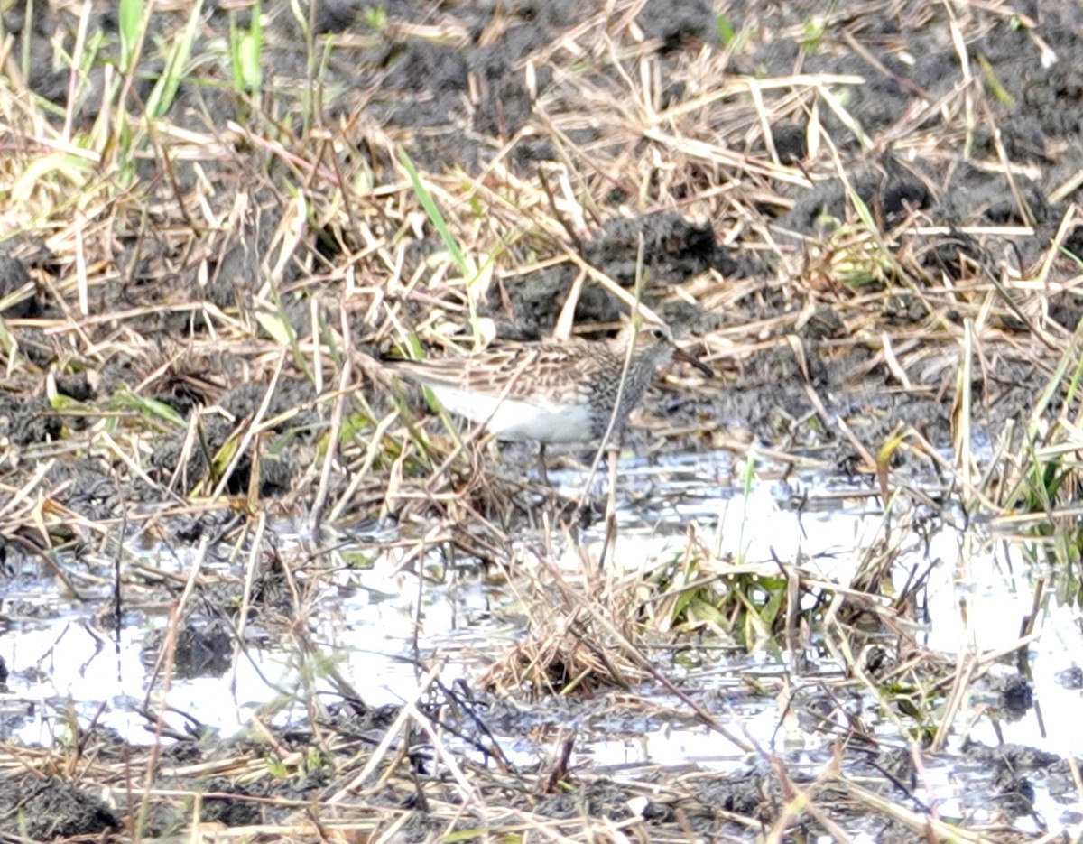 Pectoral Sandpiper - deborah grimes