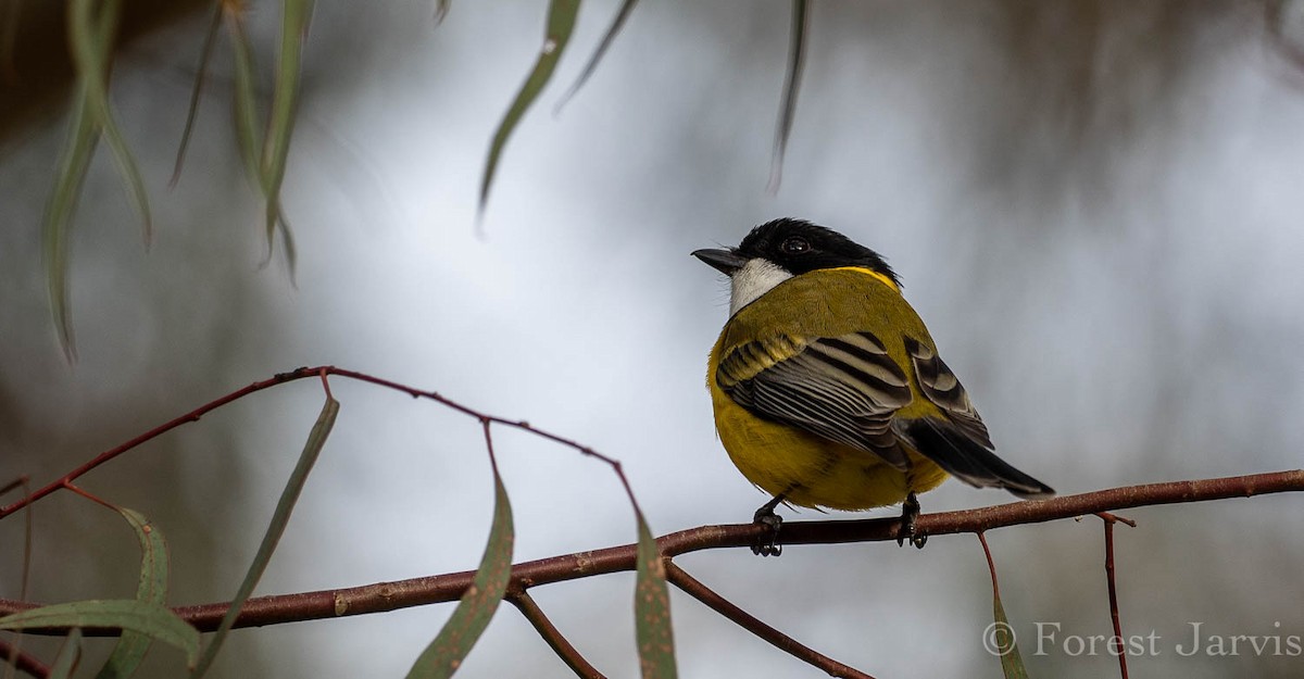 Golden Whistler - Forest Botial-Jarvis