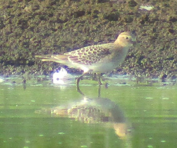 Baird's Sandpiper - ML111233391