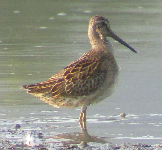 Short-billed Dowitcher - ML111233551