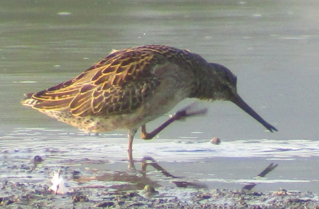 Short-billed Dowitcher - ML111233561