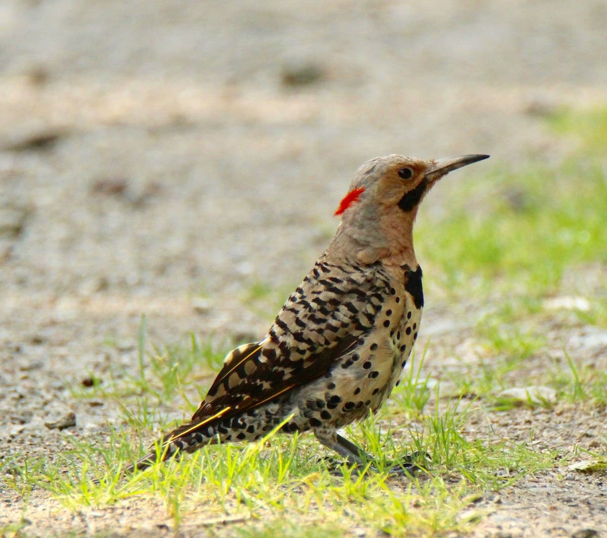 Northern Flicker - ML111234621