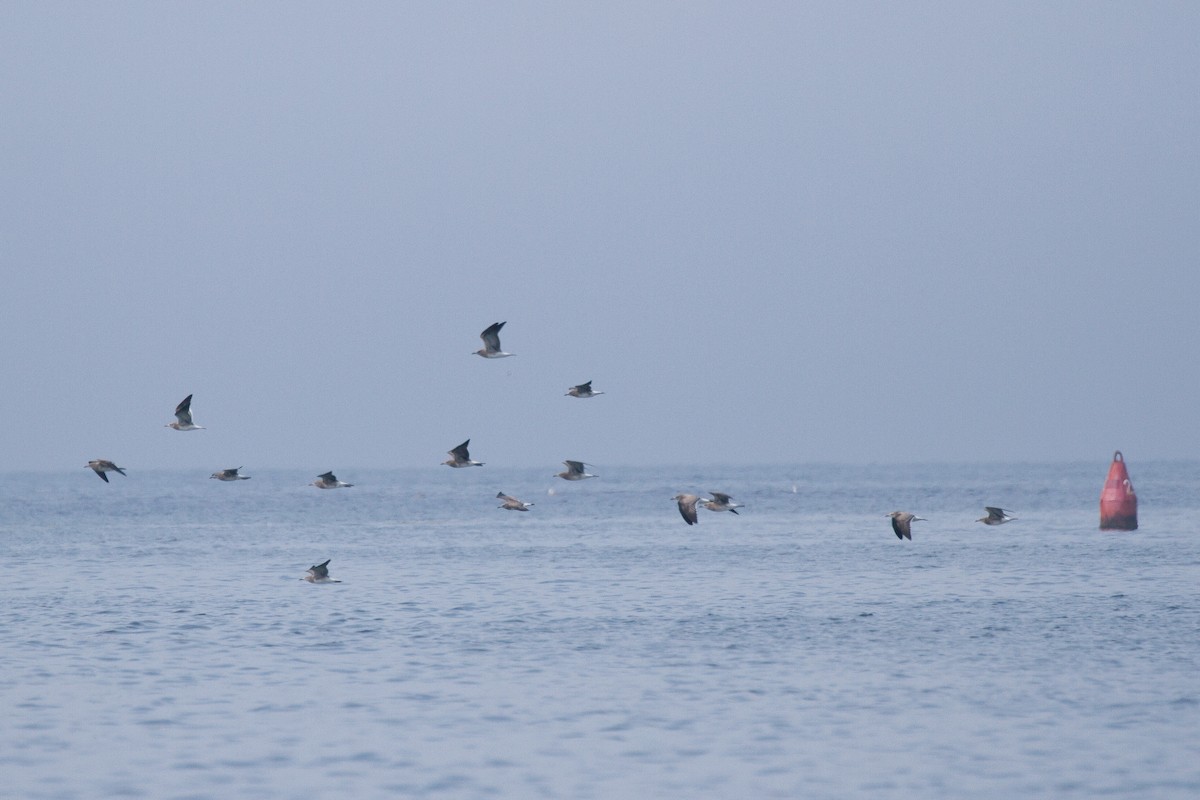 Mouette atricille - ML111234961